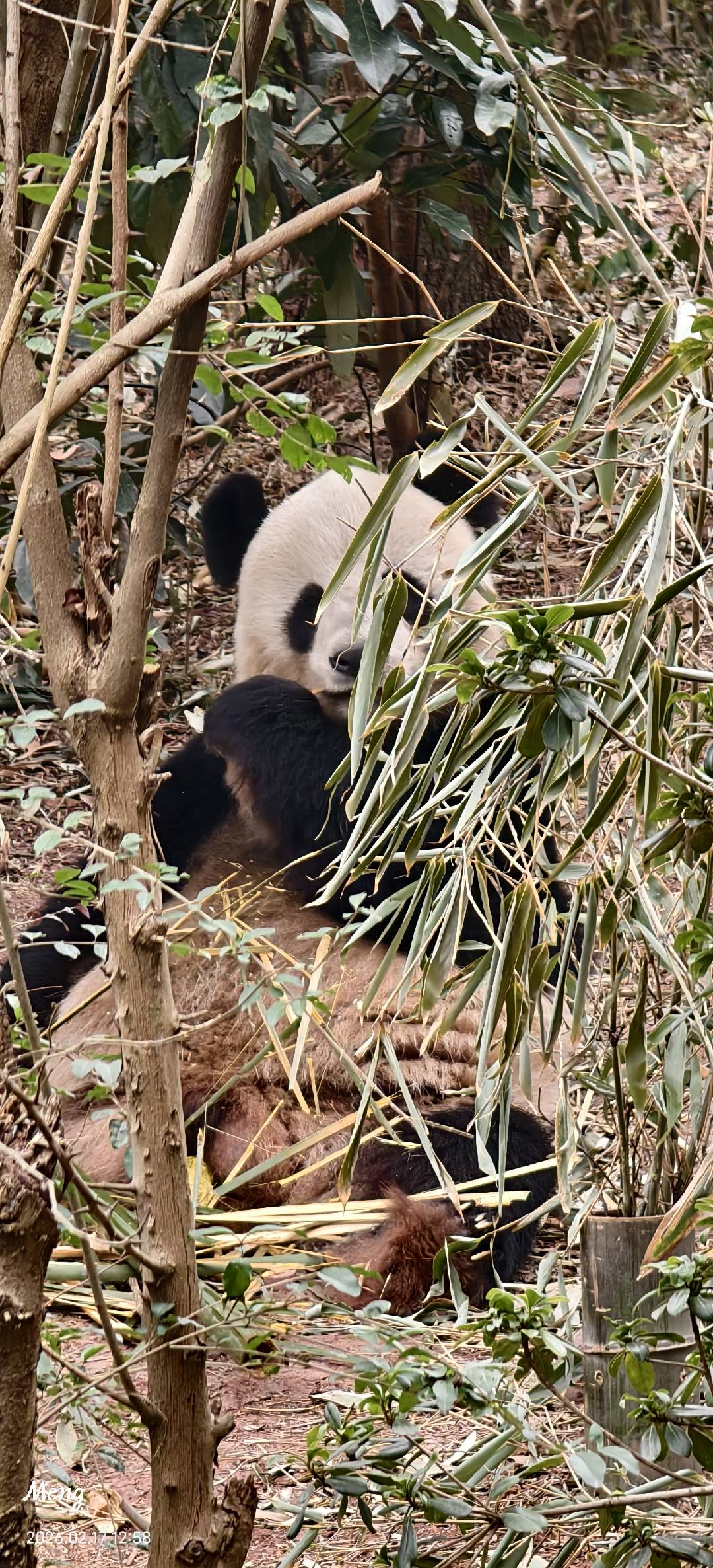 一只大熊猫侧卧于竹林中，正轻嚼竹叶