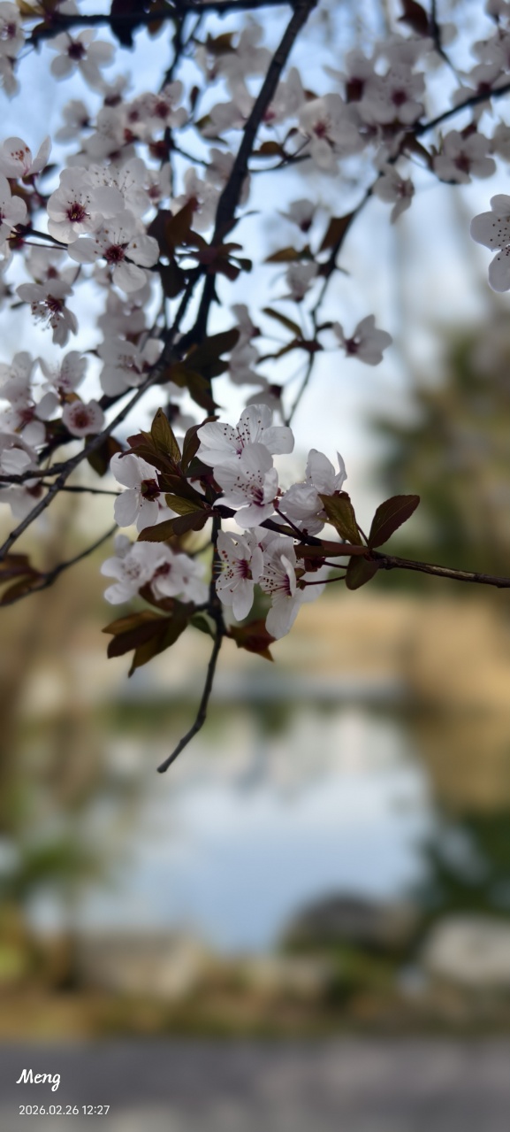 锦城公园的紫叶李